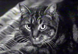 Shadow Of The Cat (1961) 