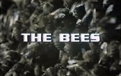 The Bees - 1978