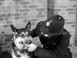 Police Dog (1955)